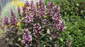 Dark Towers Beard Tongue (Penstemon x 'Dark Towers') - 1 gallon