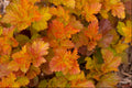 Amber Jubilee™ Ninebark (Physocarpus opulifolius 'Jefam') - 3 gallon 15"
