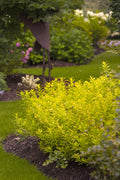 Chardonnay Pearls® Deutzia (Deutzia gracilis 'Chardonnay Pearls') - 2 gallon 10"