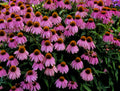 Kim's Knee High™ Coneflower (Echinacea purpurea 'Kims Knee High') - 3QT