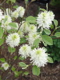 Mount Airy Dwarf Fothergilla (Fothergilla gardenii 'Mount Airy') - 3 gallon 12"