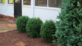 NewGen Freedom® Boxwood (Buxus newgen 'Freedom') - 3 gallon 12-15"