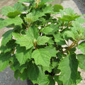 Alice Oak Leaf Hydrangea (Hydrangea quercifolia 'Alice') - 3 gallon 12"