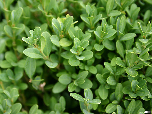 Green Gem Boxwood (Buxus microphylla 'Green Gem') - 3 gallon 15"