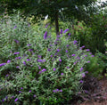 Groovy Grape™ Butterfly Bush (Buddleia groovy 'Grape') - 2 gallon