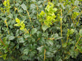 China Boy™ Meserve Holly (Ilex x meserveae 'China Boy') - 3 gallon 15"