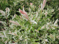 Dappled Willow (Salix integra 'Hakuro Nishiki') - 3 gallon 15"