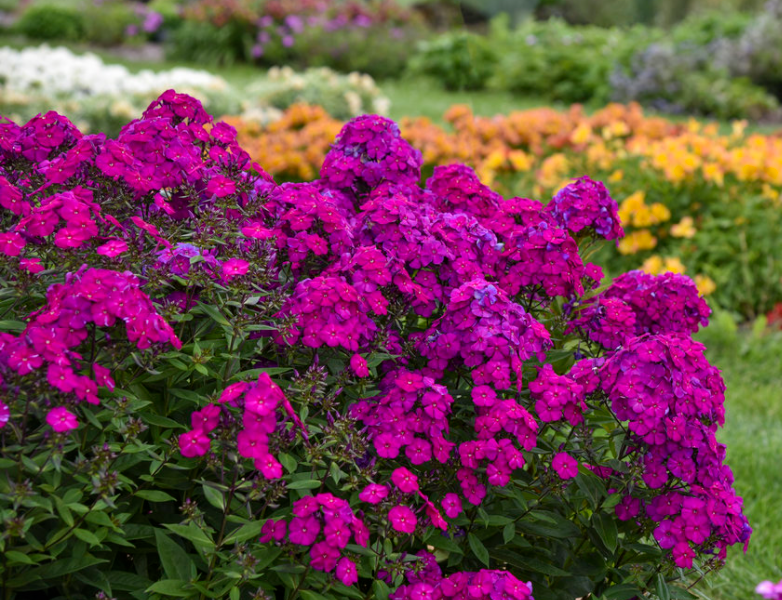 Luminary® 'Ultraviolet' Tall Garden Phlox (Phlox paniculata 'Luminary Ultraviolet') - 1 gallon
