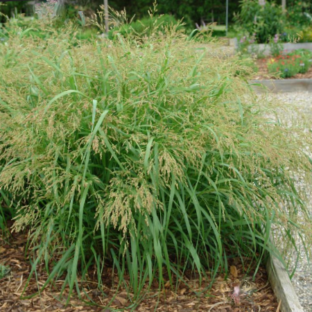Cape Breeze Switchgrass (Panicum 'Pa Cape Breeze') - 2 gallon