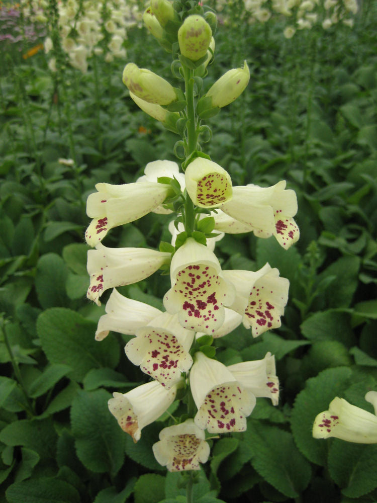 Camelot Cream Foxglove (Digitalis x 'Camelot Cream') - 1 gallon