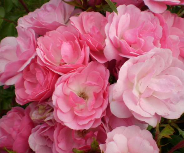Pinktopia Rose (Rosa E.E 'Pinktopia') - 2 gallon
