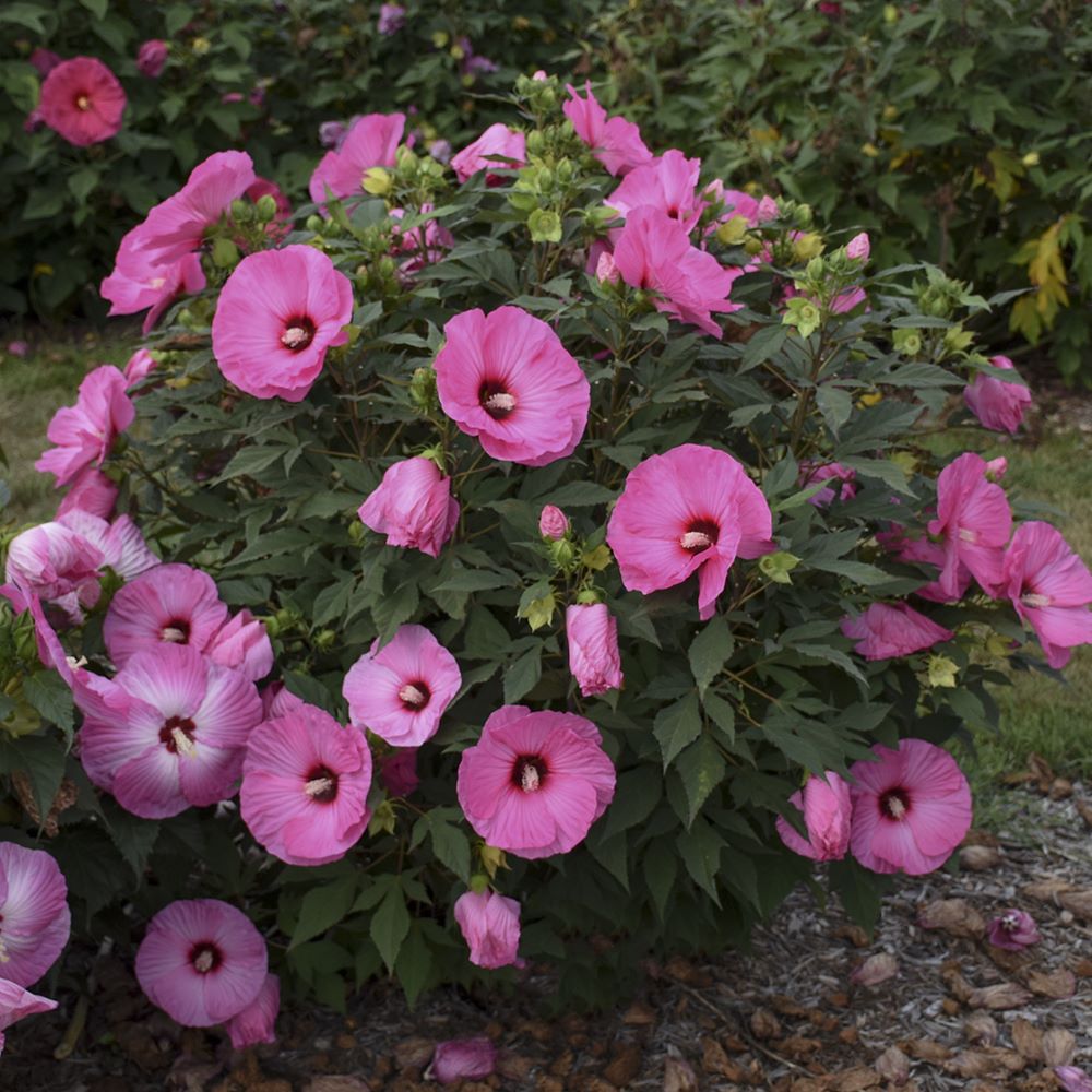 Summerific® 'Candy Crush' Rose Mallow (Hibiscus x 'Summerific Candy Crush') - 2 gallon