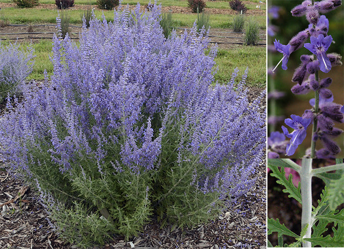 'Denim 'n Lace' Russian Sage (Perovskia atriplicifolia 'Denim N Lace') - 1 gallon
