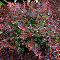 WorryFree® Crimson Cutie® Barberry (Berberis thunbergii 'Crimson Cutie') - 2 gallon 10"