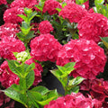 Magical® Ruby Red Hydrangea (Hydrangea macrophylla ‘Ruby Red’ (Kolmaru)') - 2 gallon