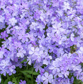 Blue Moon Phlox (Phlox D 'Blue Moon') - 1 gallon
