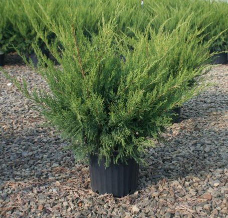 Sea Green Juniper (Juniperus chinensis 'Sea Green') - 3 gallon 15"