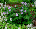 American Cranesbill (Geranium maculatum) - 1 gallon