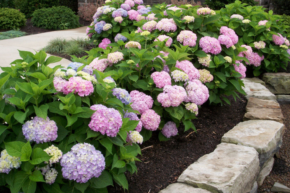 Endless Summer® The Original Hydrangea (Hydrangea macrophylla 'Bailmer') - 8"