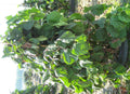 Harry Lauder's Walking Stick/Contorted Filbert (Corylus avellana 'Contorta') - 3 gallon 18"