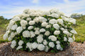 FlowerFull® Smooth Hydrangea (Hydrangea arborescens 'Flowerfull' ( 'BAIful' PP35,613)) - 3 gallon