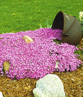 Emerald Pink Moss Phlox (Phlox subulata 'Emerald Pink') - 1 gallon