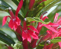 Cardinal flower (Lobelia cardinalis) - 1 gallon