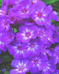 Grape Lollipop™ Phlox (Phlox paniculata 'Ditomsur') - 1 gallon