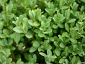 Green Gem Boxwood (Buxus microphylla 'Green Gem') - 2 gallon 12"