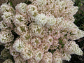 Bobo® Panicle Hydrangea (Hydrangea paniculata 'Bobo') - 2 gallon