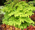 Golden Japanese Spikenard (Aralia cordata 'Sun King') - 1 gallon