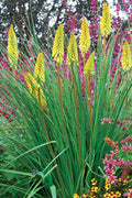 Pineapple Popsicle™ Dwarf Poker (Kniphofia 'Pineapple Popsicle') - 1 gallon