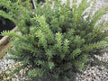 Ward's Yew (Taxus x media 'Wardii') - 3 gallon 12"