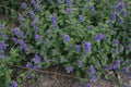 Early Bird Catmint (Nepeta 'Early Bird') - 1 gallon