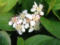 Low Scape Mound® Chokeberry (Aronia 'Low Scape Mound') - 3 gallon 15"