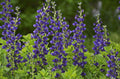 Decadence® 'Sparkling Sapphires' False Indigo (Baptisia sparkling 'Sapphires') - 1 gallon