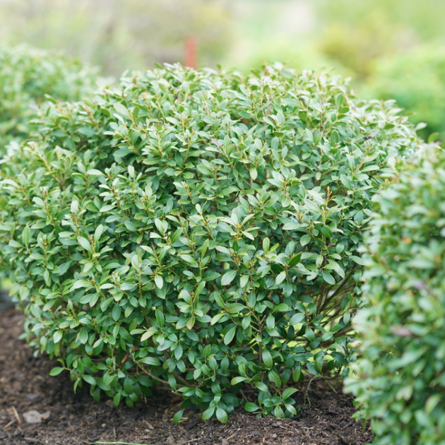 Strongbox® Inkberry holly (Ilex glabra 'Strong Box') - 3 gallon 10-12"