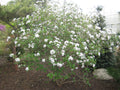 Mohawk Viburnum (Viburnum x burkwoodii 'Mohawk') - 3 gallon 15"