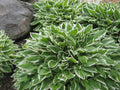 Francee Plantain Lily (Hosta francee 'Francee') - 1 gallon