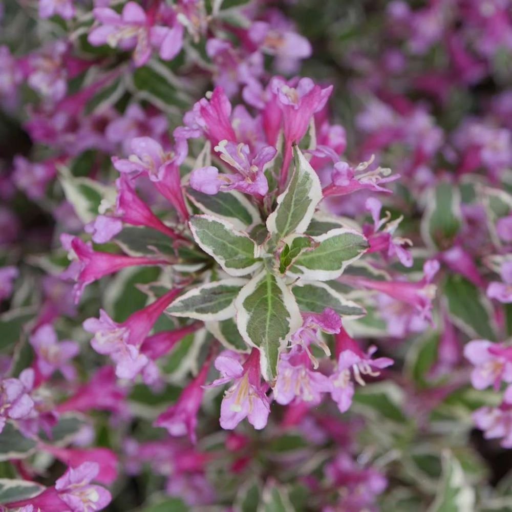 My Monet Purple Effect® Weigela (Weigela 'My Monet Purple Effect') - 2 gallon 10"