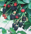 Natchez Blackberry (Rubus natchez) - 1 gallon 12"