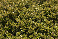 Chilly Willy Japanese Holly (Ilex crenata 'Winterscape Chilly Willy') - 3 gallon 15"