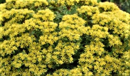 Rock 'N Round® 'Bright Idea' Stonecrop (Sedum 'Rock N Round Bright Idea') - 1 gallon