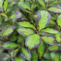 Vinho Verde® Weigela (Weigela florida 'Vinho Verde') - 3 gallon 15"