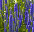 Royal Candles® Speedwell (Veronica spicata 'Royal Candles') - 1 gallon