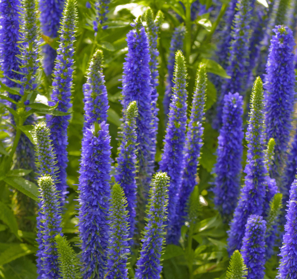 Royal Candles® Speedwell (Veronica spicata 'Royal Candles') - 1 gallon