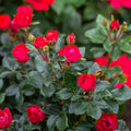 Petite Knock Out® Rose  (Rosa K.O 'Petite' (Meibenbino)) - 1.5 gallon