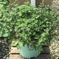 SylvesterBlue™ Catmint (Nepeta ‘Sylvester Blue') - 1 gallon