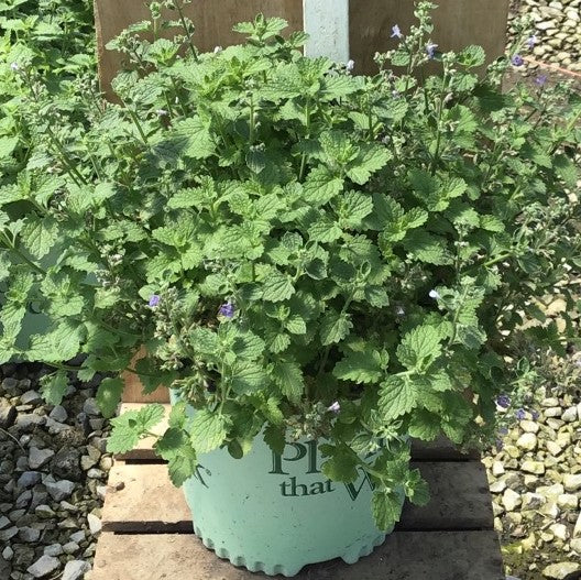 SylvesterBlue™ Catmint (Nepeta ‘Sylvester Blue') - 1 gallon