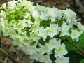 Gatsby Star® Oakleaf Hydrangea (Hydrangea quercifolia 'Gatsby Star') - 3 gallon